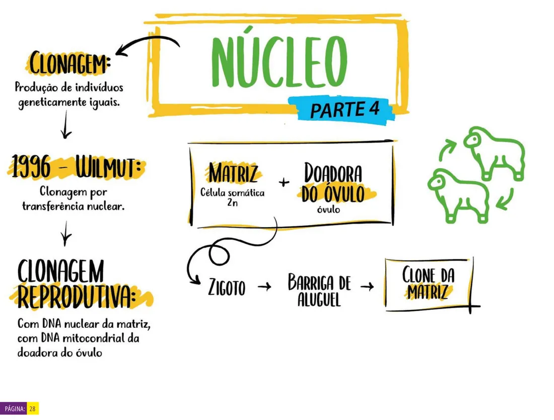 Núcleo celular — Biologia